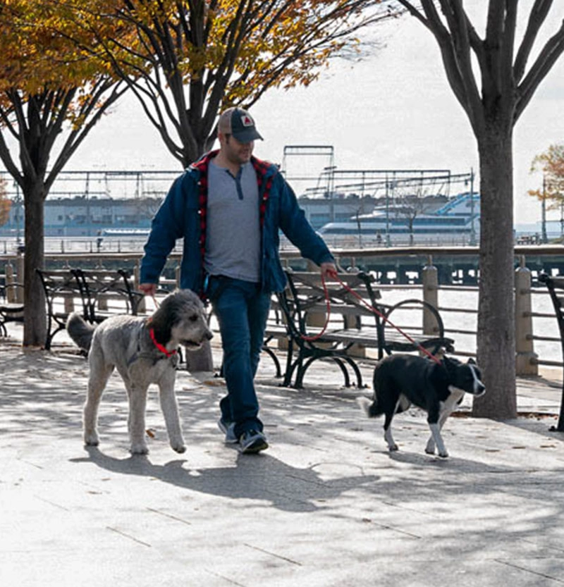 Owner of City Tails walking dogs.