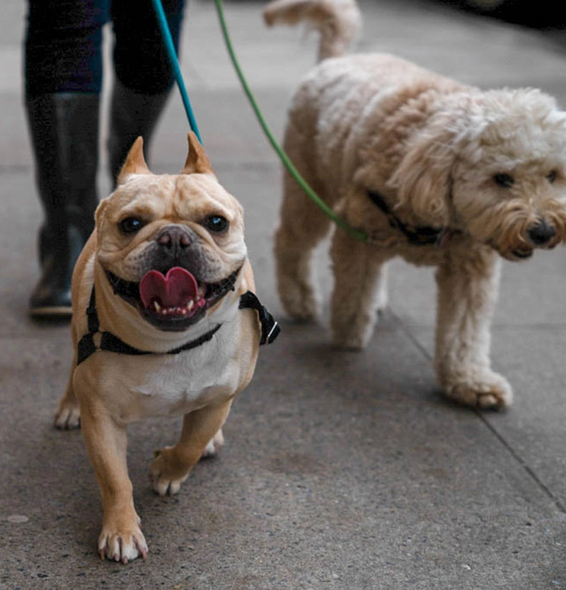 Closeup of two dogs.